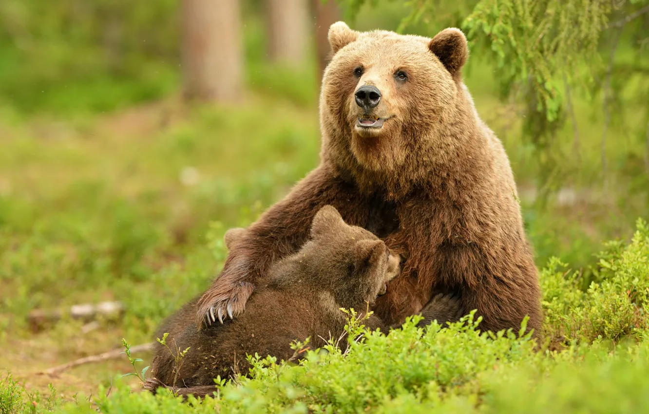 Фото обои природа, медведи, медвежонок, медведица, бурые, грудное вскармливание, два медведя