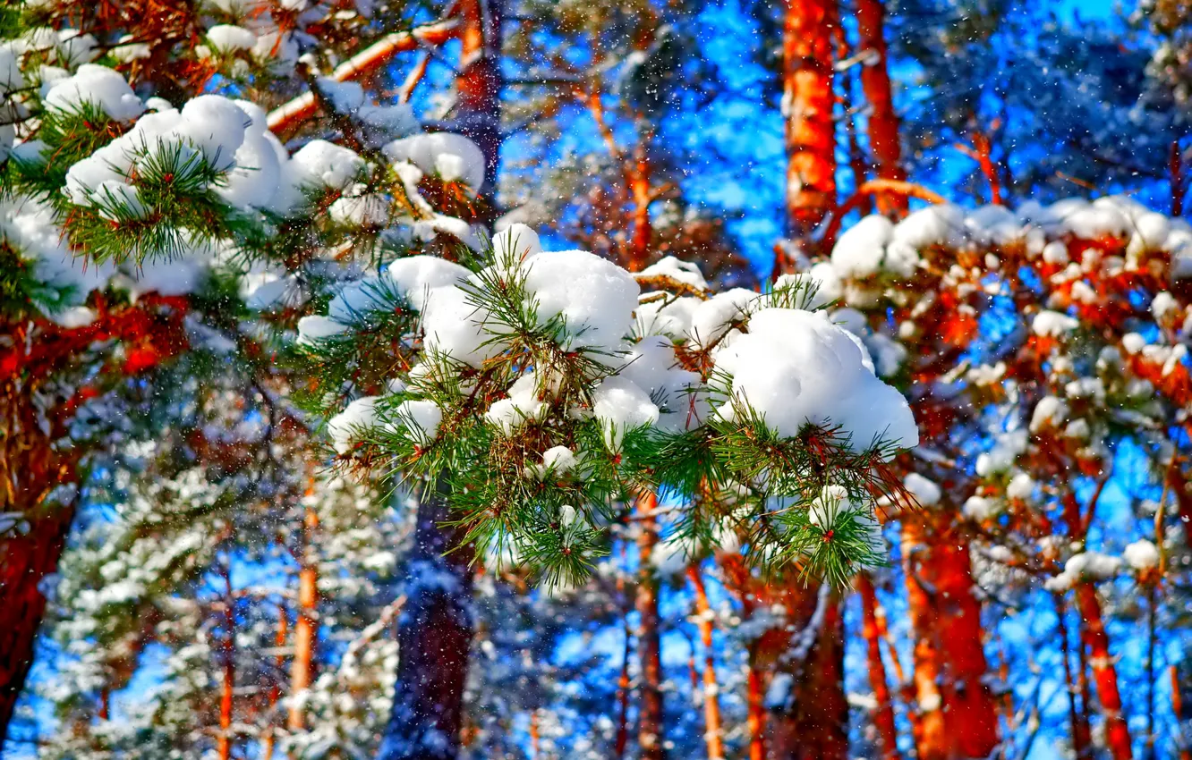 Фото обои зима, лес, небо, снег, деревья, иголки, сосна