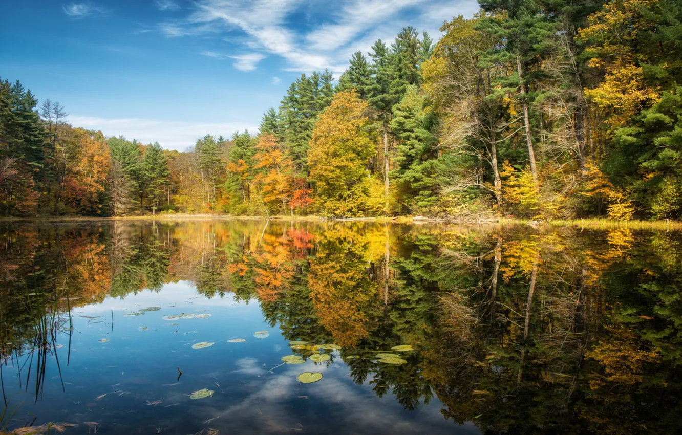 Фото обои осень, лес, деревья, озеро, отражение, Connecticut, Norfolk