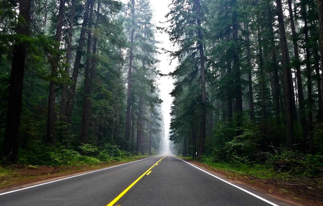 Фото обои дорога, лес, небо, деревья, пейзаж, природа, растения, forest