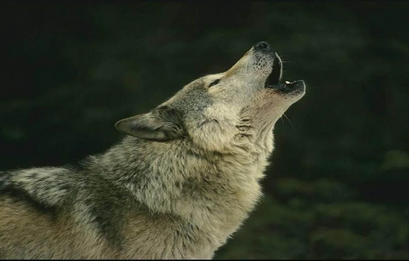 Фото обои animal, wolf, wildlife, howling