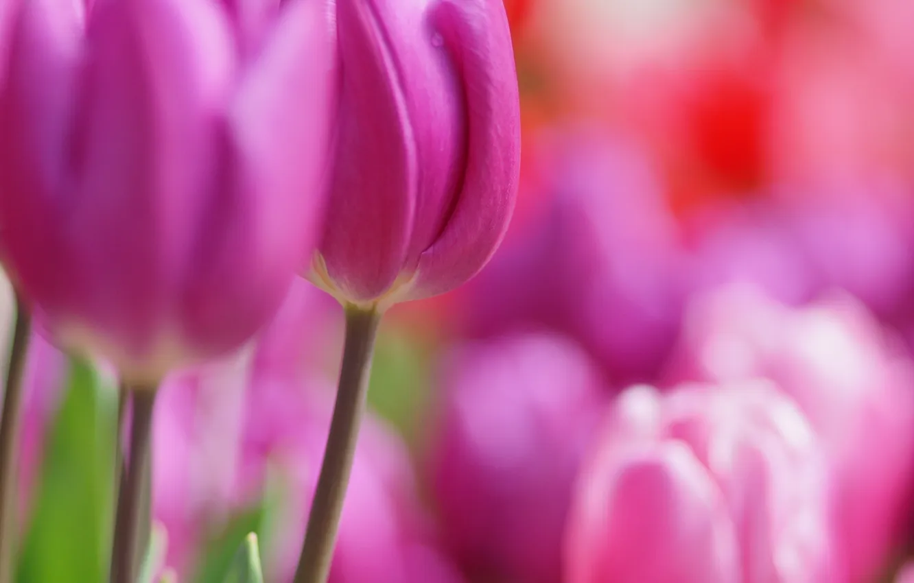 Фото обои цветы, весна, тюльпаны, розовые