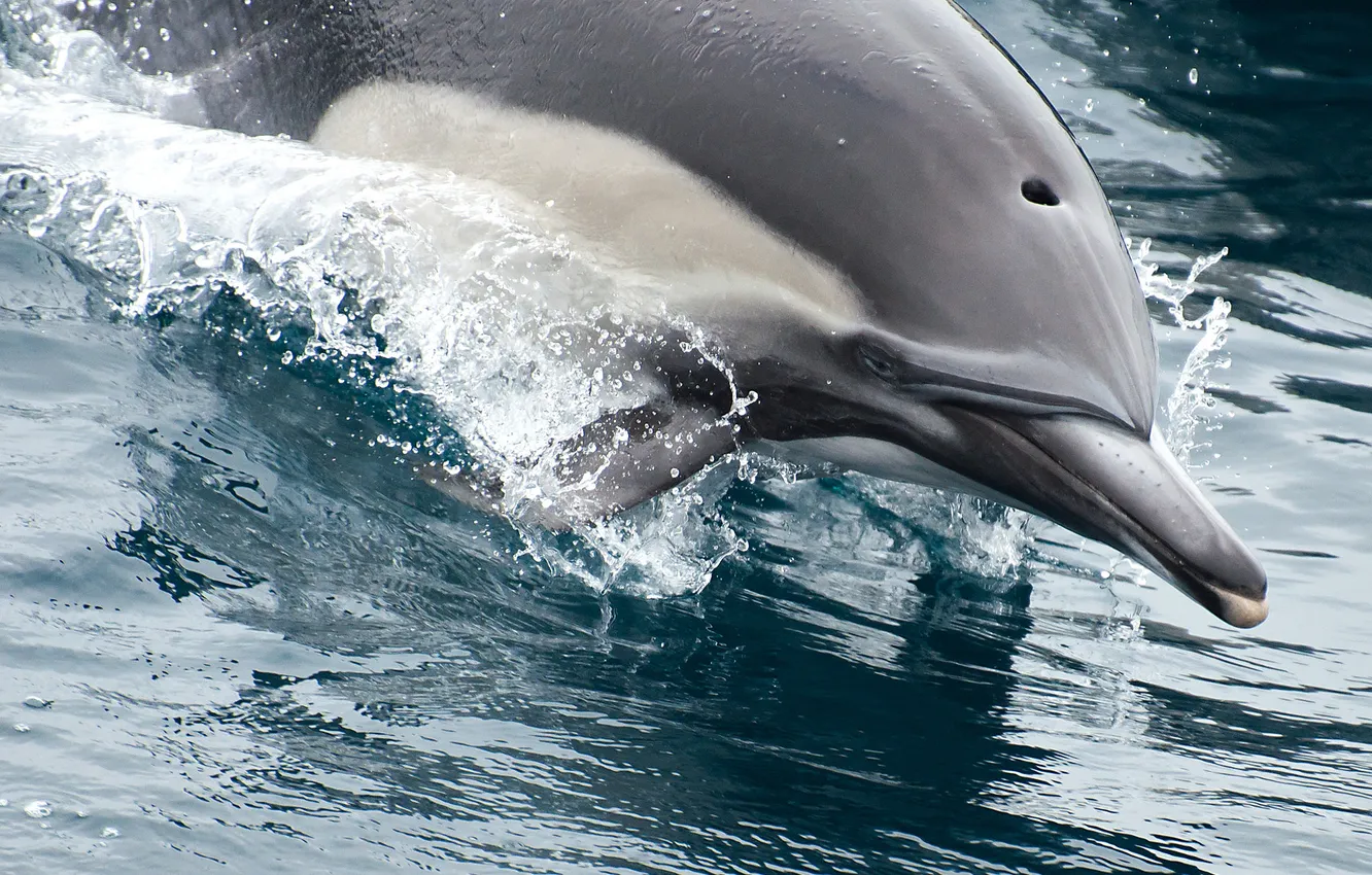 Фото обои вода, брызги, дельфин