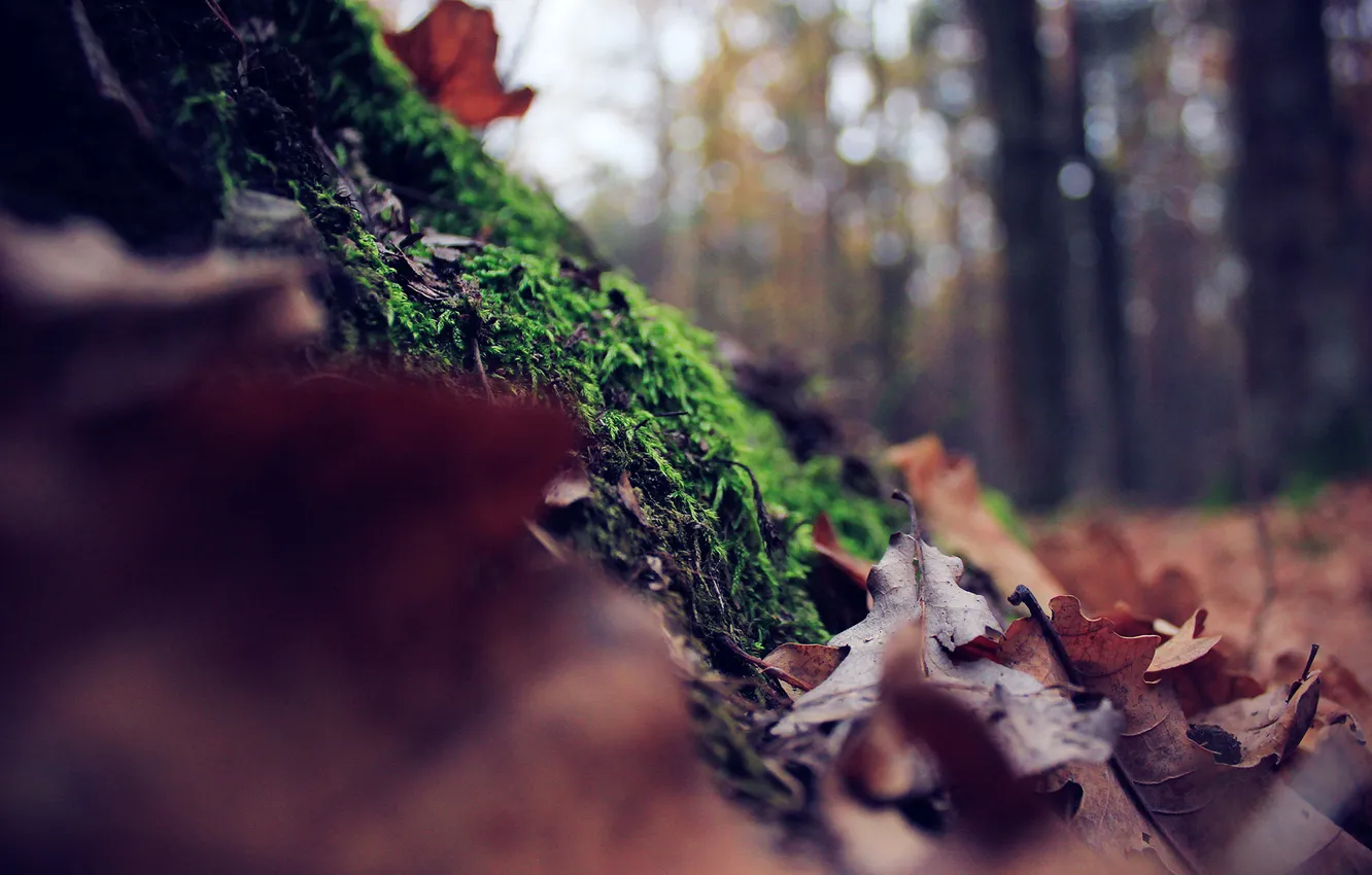 Фото обои осень, лес, листья, листва, мох