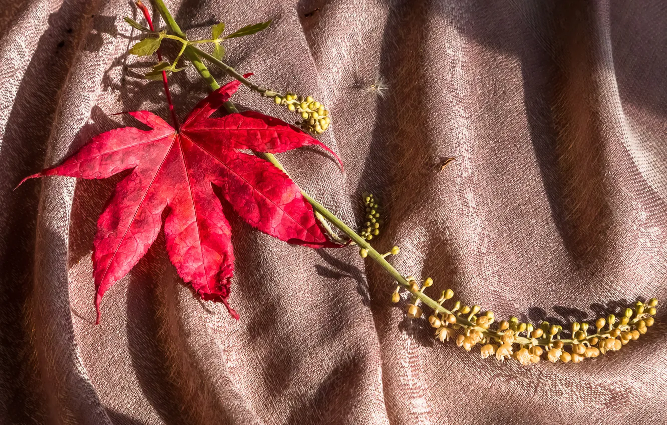 Фото обои осень, лист, ткань, клен