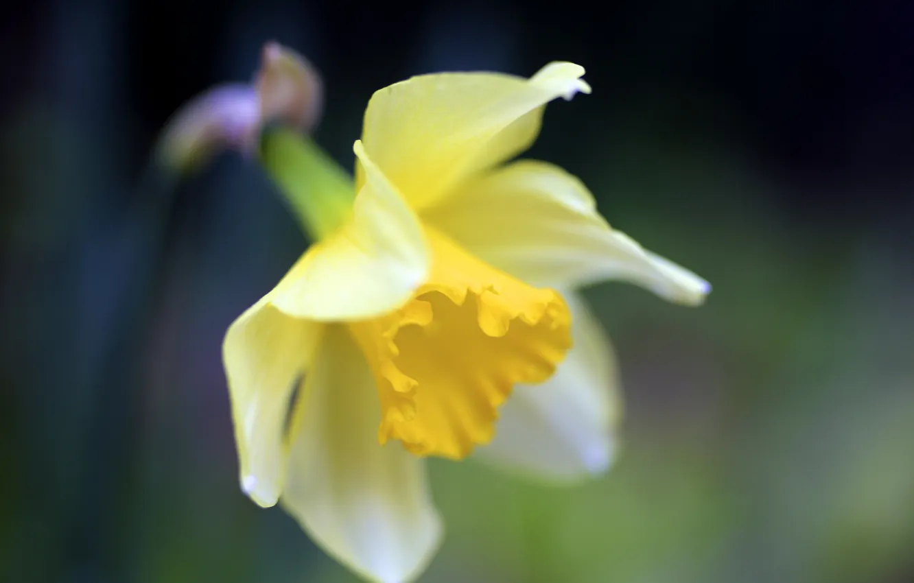 Фото обои цветок, макро, желтый, природа, весна, нарцисс