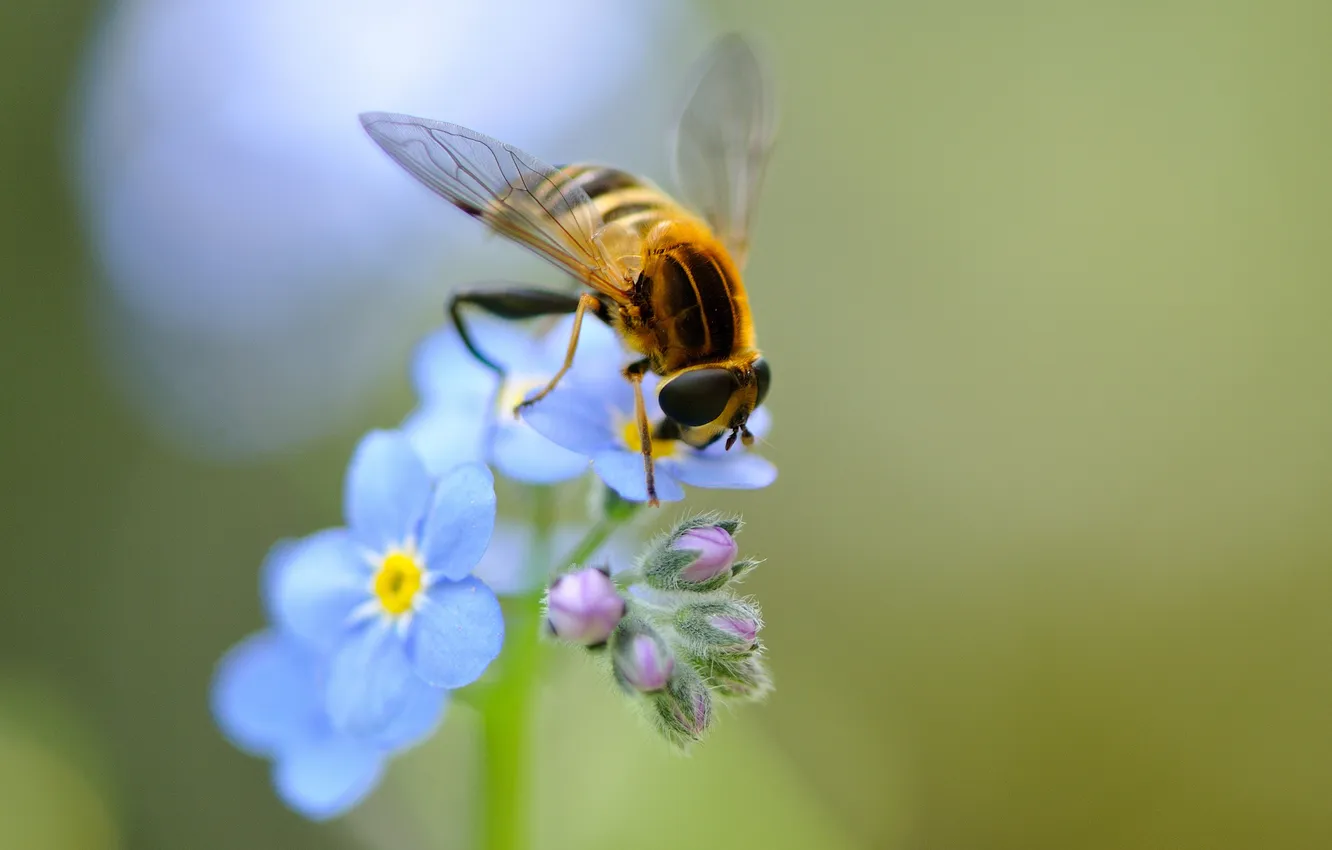 Фото обои цветы, пчела, крылья, голубые, насекомое, полевые, незабудки