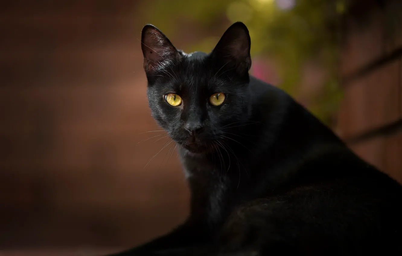 Фото обои кошка, кот, взгляд, чёрная кошка