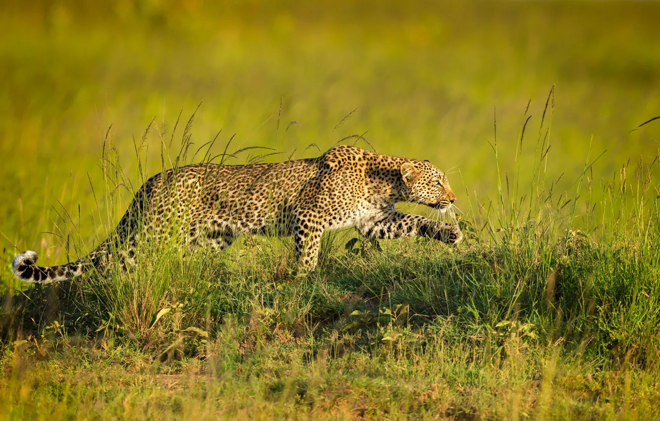 Фото обои хищник, леопард, крадется