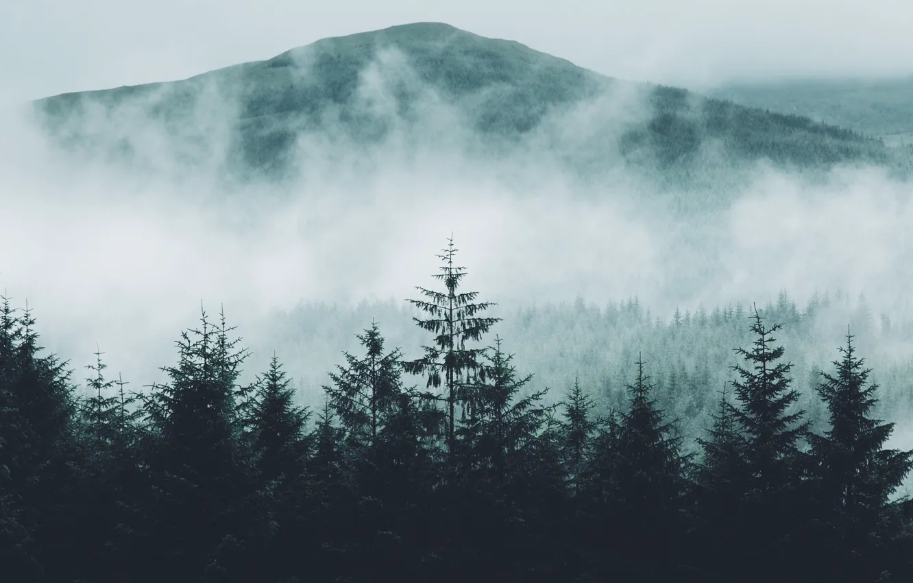 Фото обои лес, природа, туман, гора