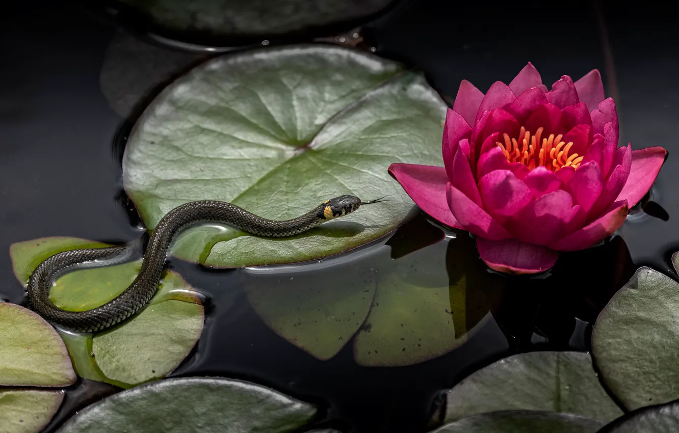 Фото обои цветок, листья, вода, пруд, змея, водяная лилия, обыкновенный уж