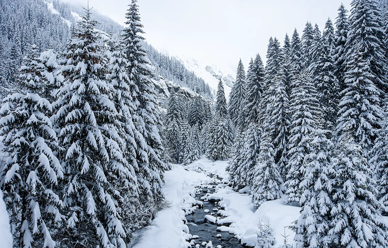 Фото обои зима, снег, деревья, пейзаж, елки, river, landscape, winter