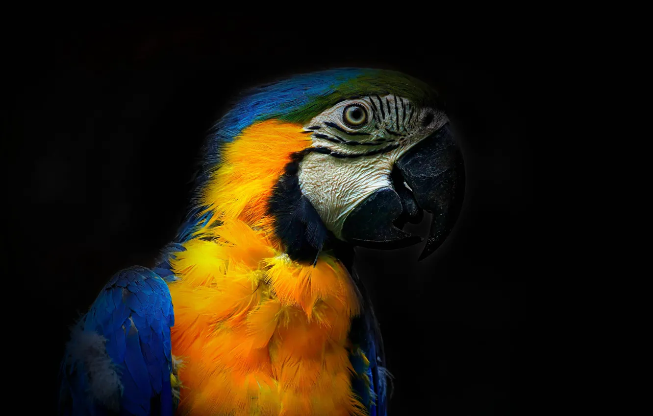 Фото обои птица, Ара, попугай, Colors in the dark
