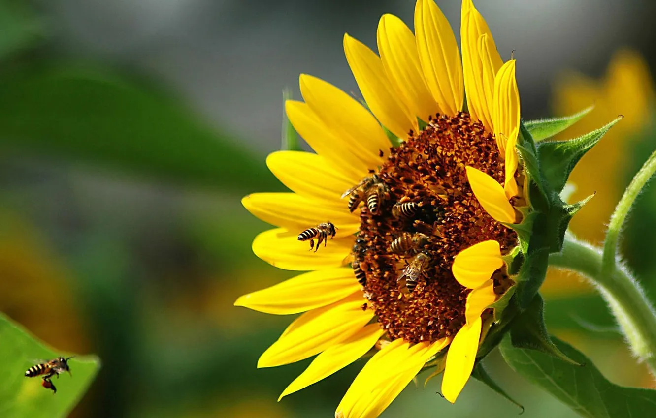 Фото обои лето, солнце, настроение, подсолнух, пчёлы