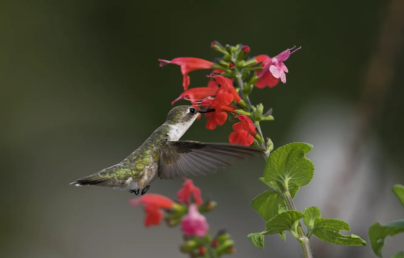 Фото обои зелень, макро, цветы, птица, колибри