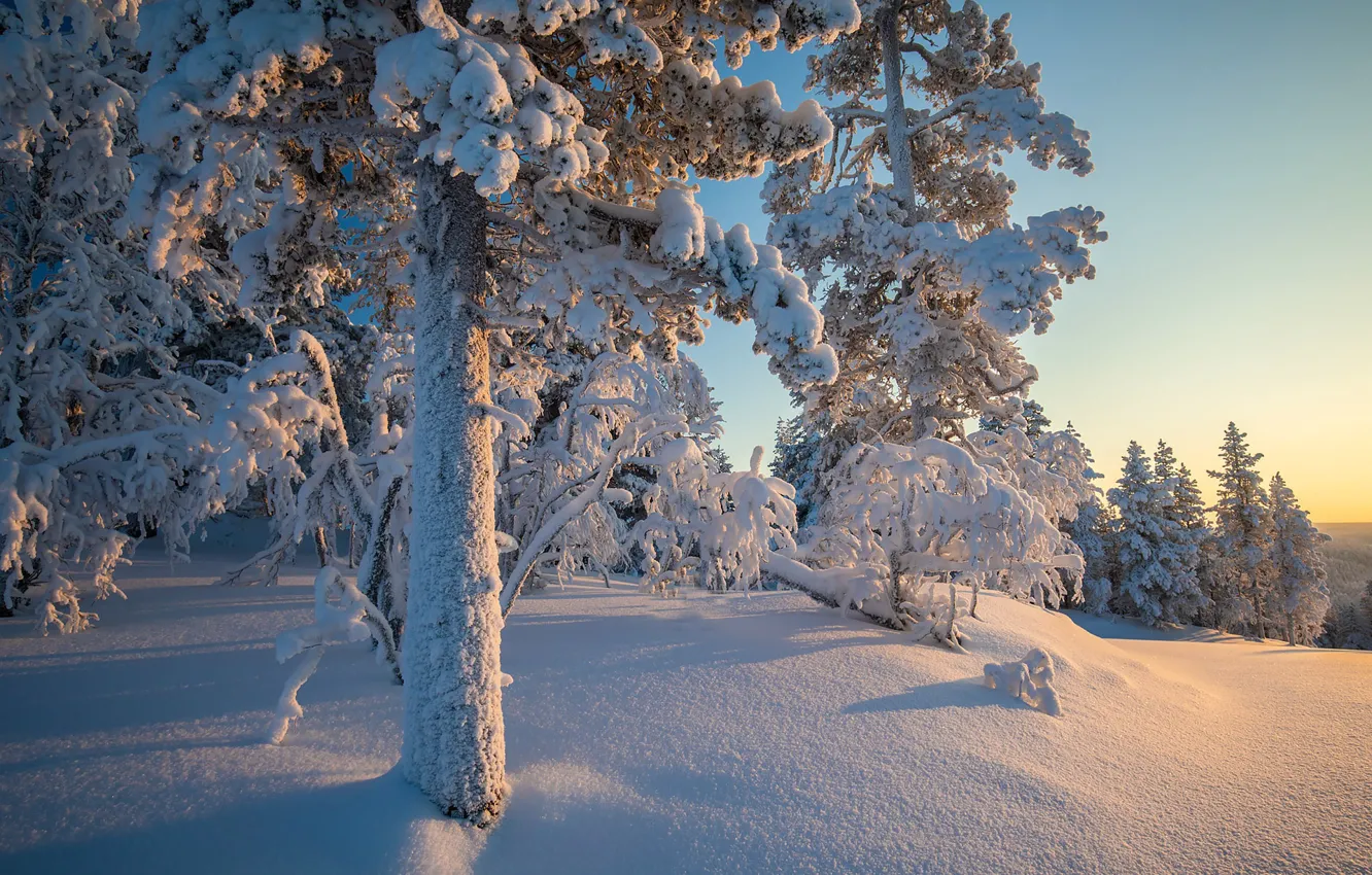 Фото обои зима, лес, снег, деревья, сугробы, тайга, Финляндия, Finland