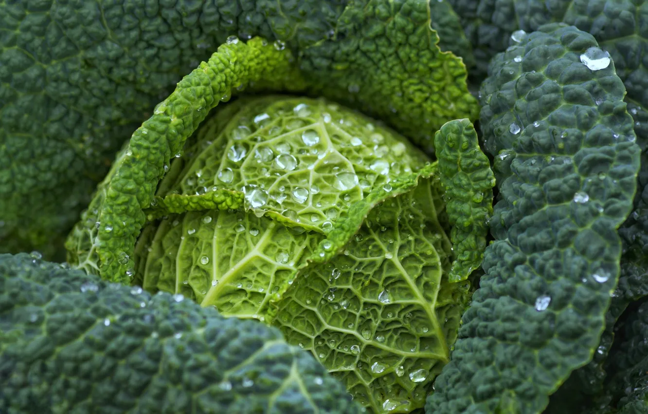 Фото обои капли, роса, капуста, капли воды