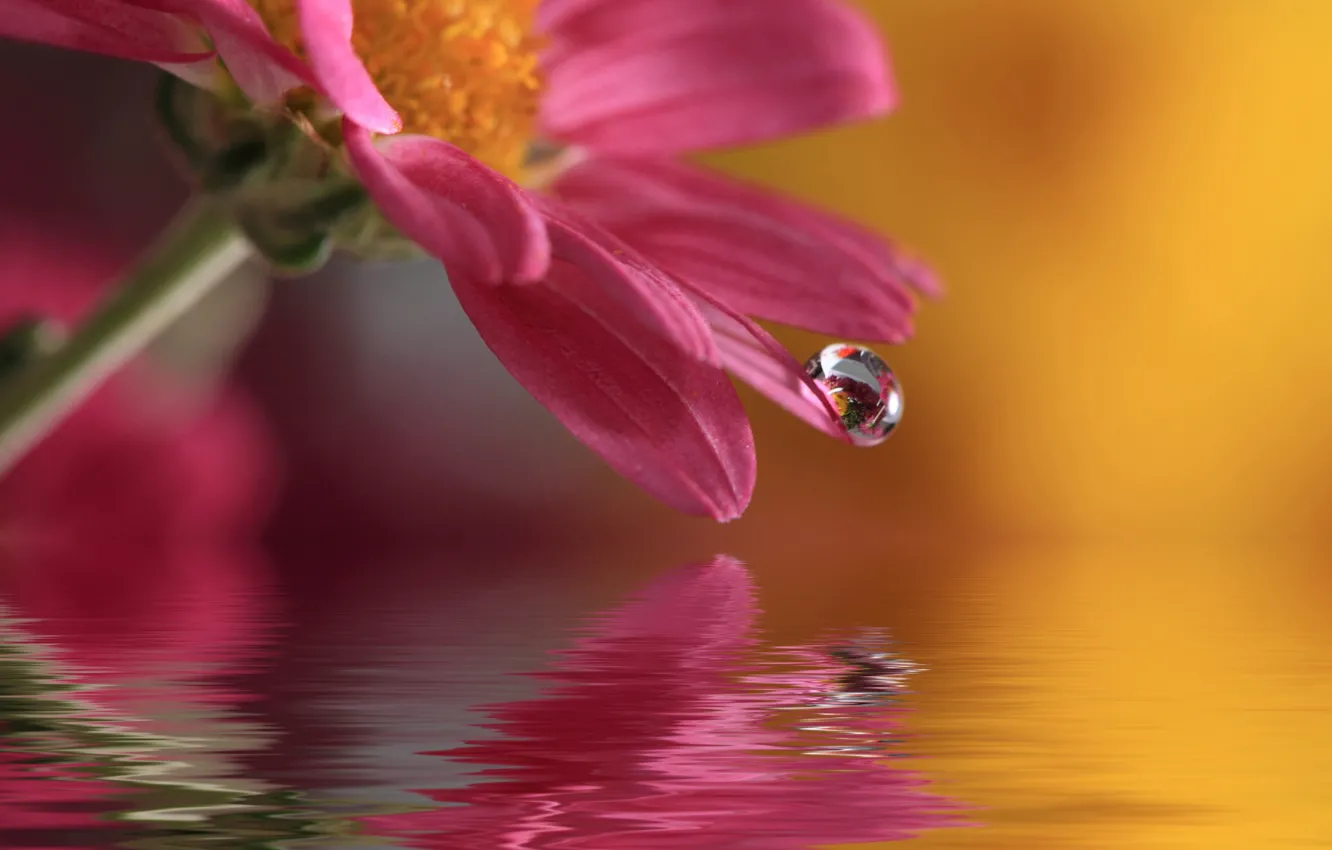 Фото обои цветок, вода, природа, капля, macro, waterdrop