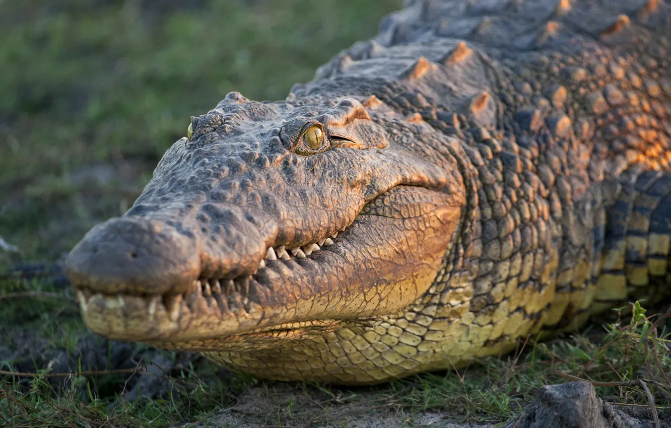 Фото обои eyes, crocodile, head, teeth, scales