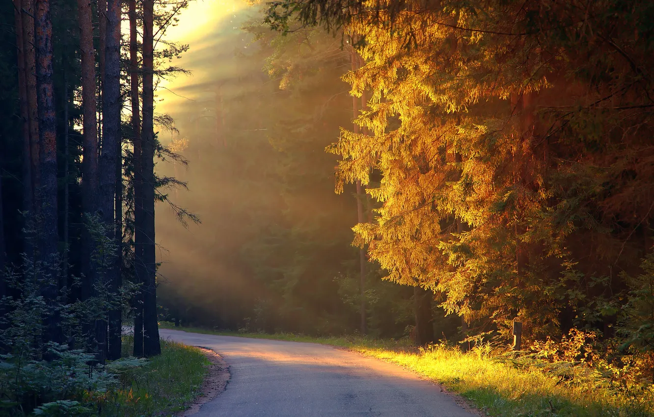 Фото обои дорога, солнце, лучи, деревья