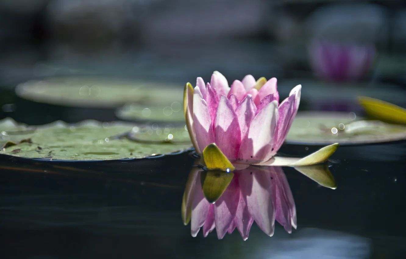 Фото обои цветок, вода, макро, свет, природа, озеро, пруд, гладь