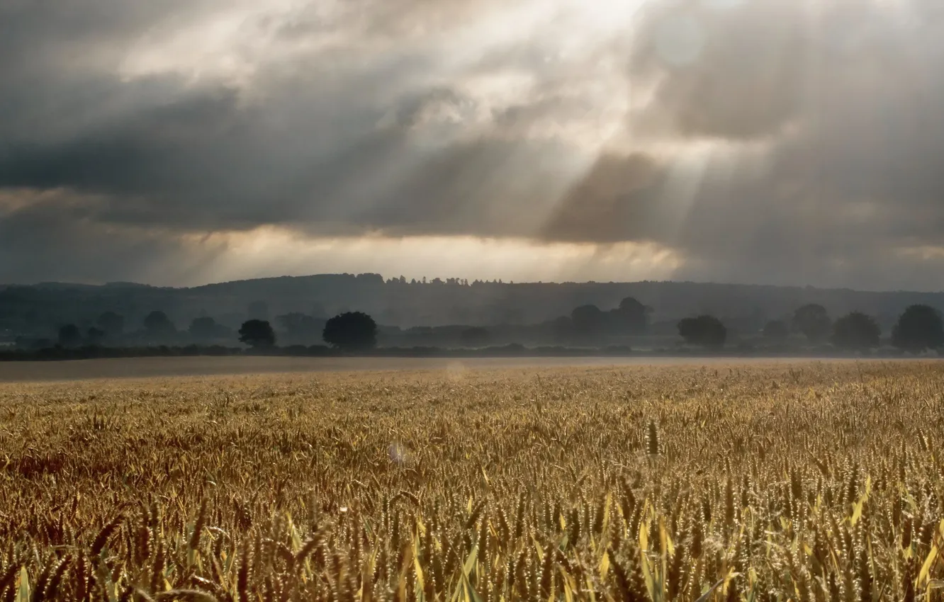 Фото обои поле, пейзаж, дождь, колосья