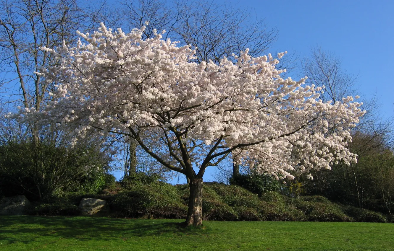 Фото обои белый, вишня, Дерево, сакура
