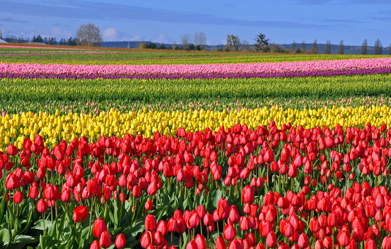 Фото обои поле, весна, тюльпаны, fields, tulips, colored