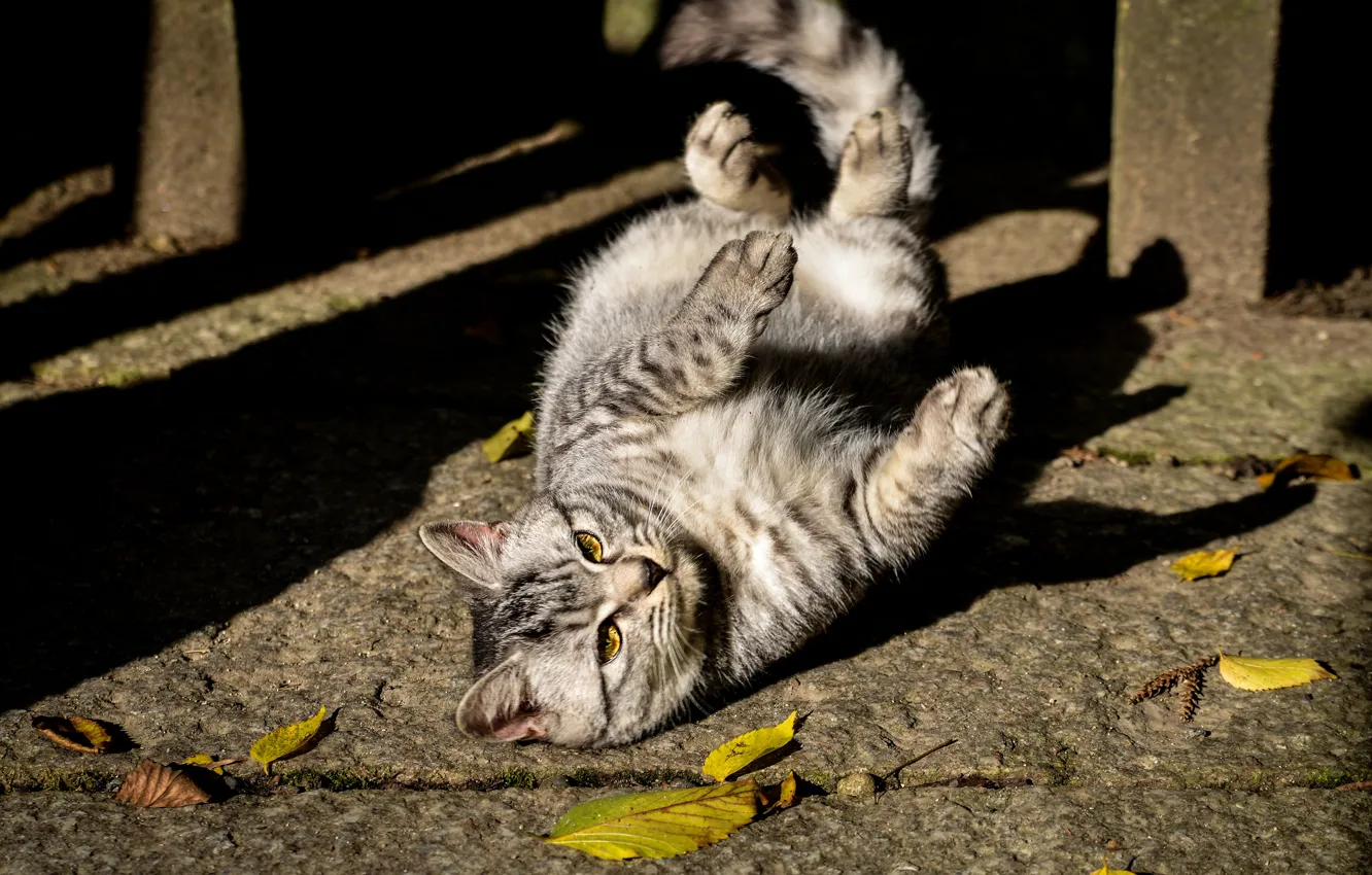 Фото обои кошка, кот, свет, улица, лежит