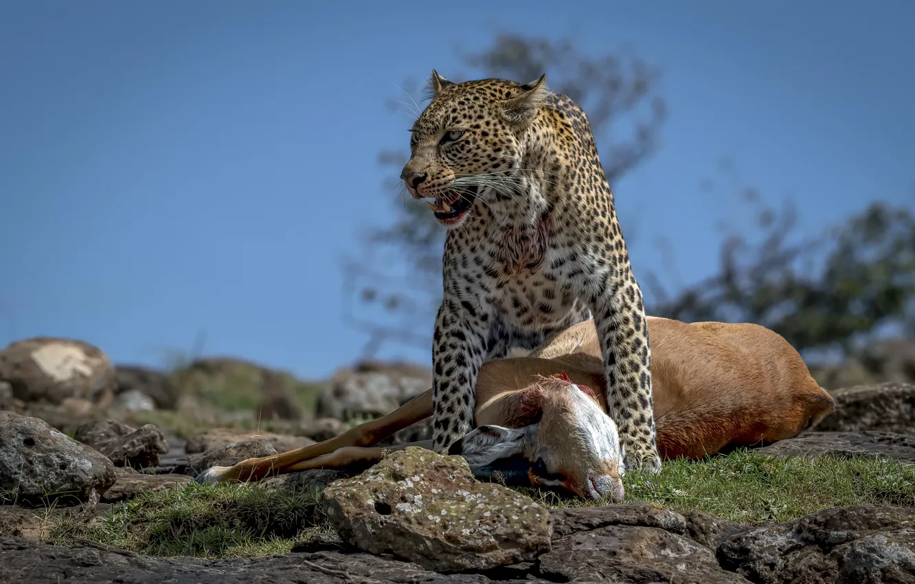 Фото обои охота, зверь, Leopard