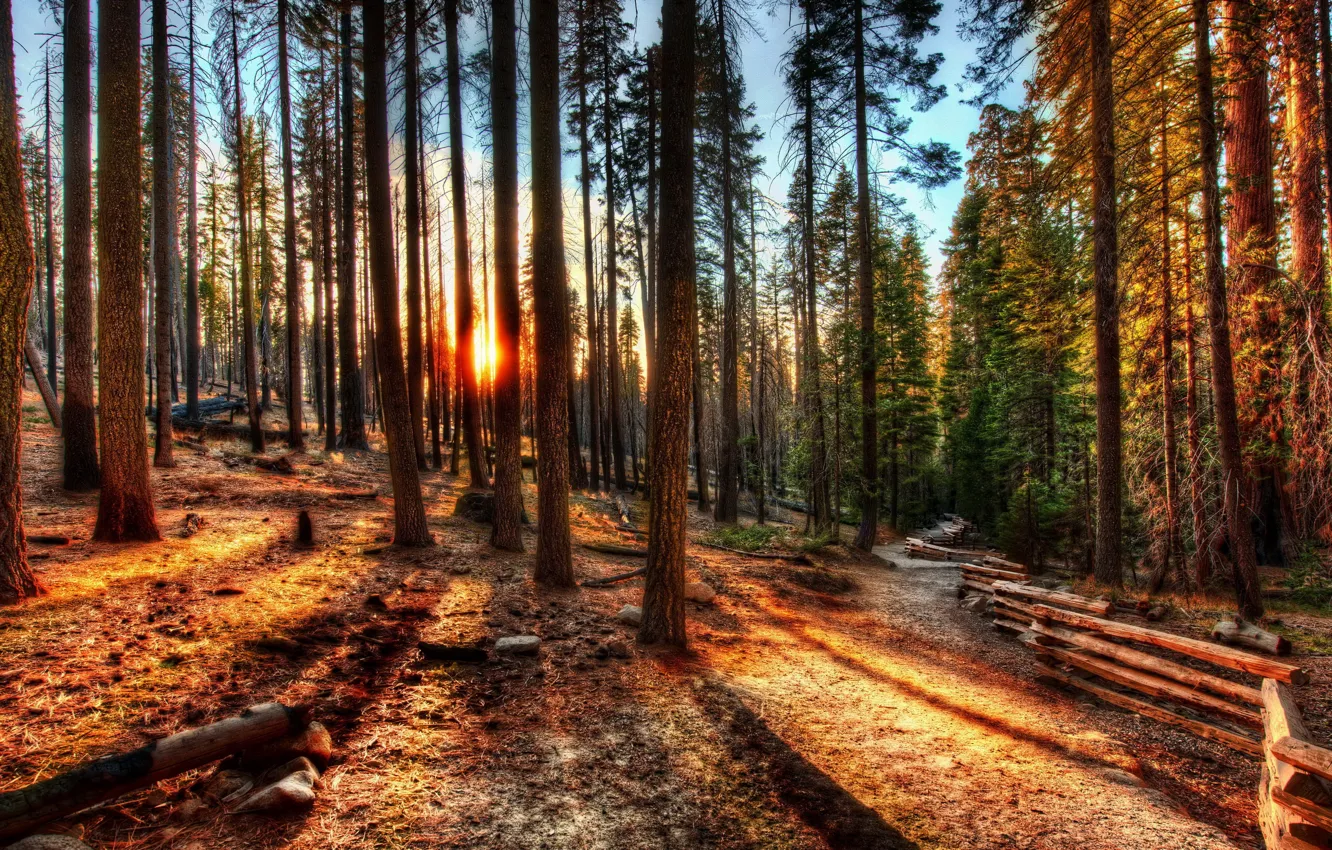 Фото обои лес, деревья, закат, природа, фото, рассвет, HDR, Калифорния