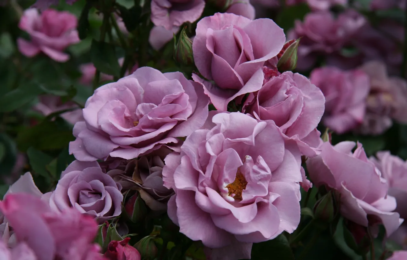 Фото обои цветы, природа, куст, розы, растения, лепестки, сад, розовые