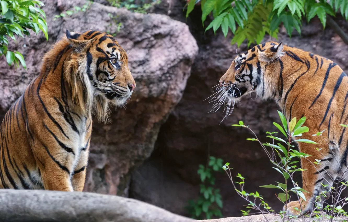 Фото обои взгляд, кошки, тигр, пара, профиль, суматранский