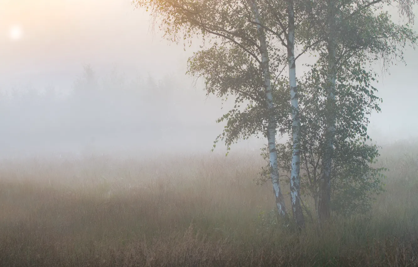 Фото обои деревья, туман, утро