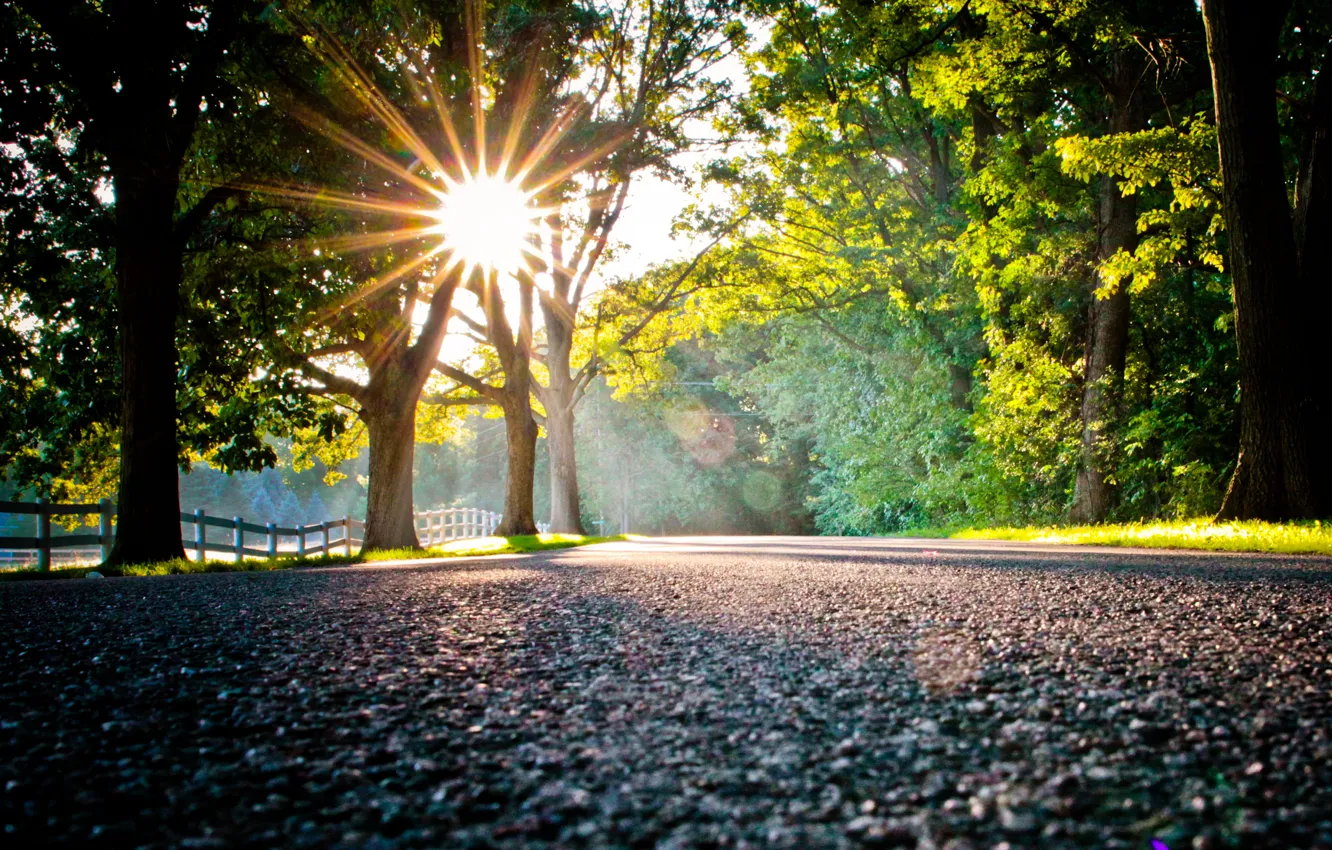 Фото обои дорога, солнце, свет, деревья