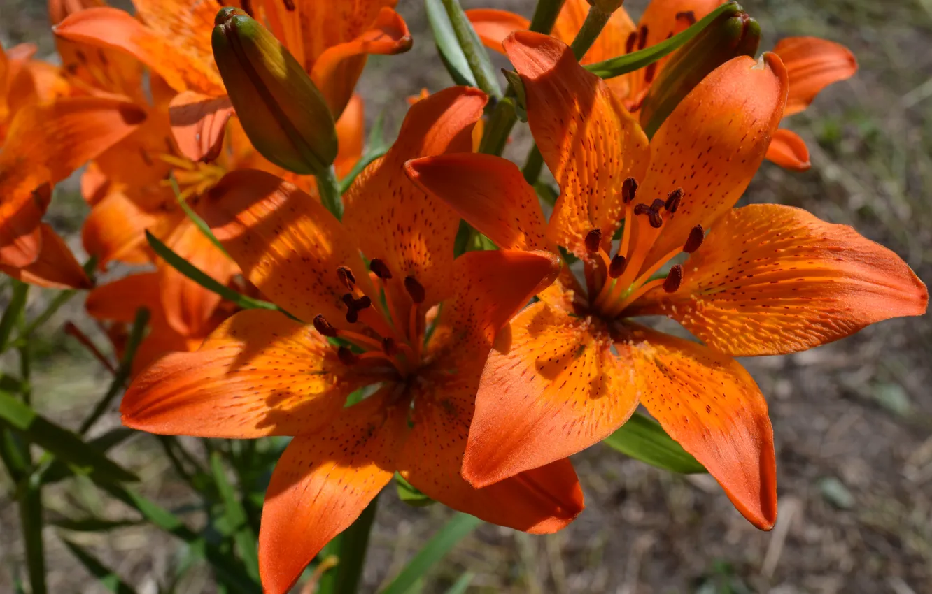 Фото обои цветы, лилия, оранжевые, Лилии