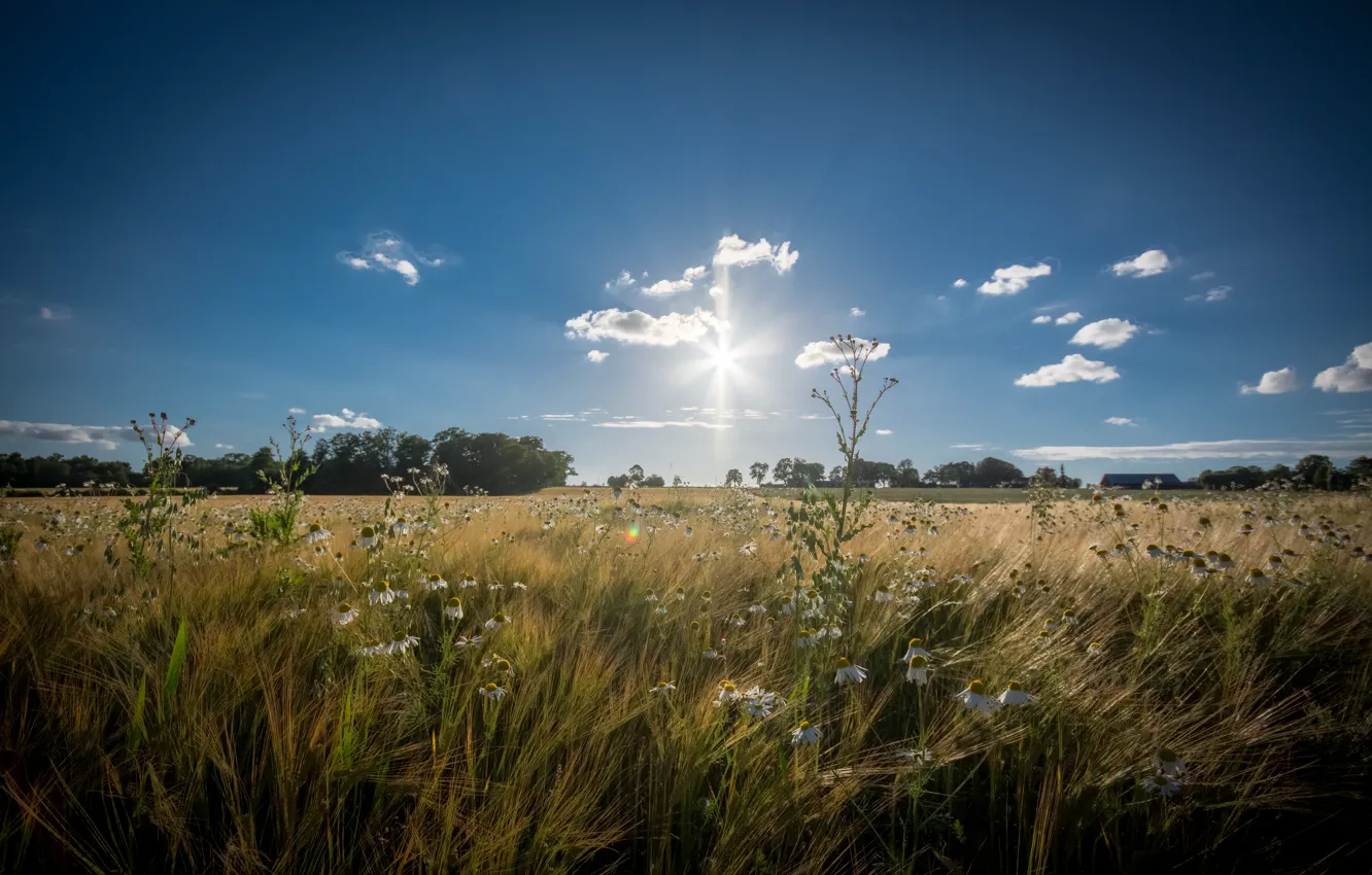 Фото обои пшеница, поле, небо, солнце, облака, деревья, цветы, дома