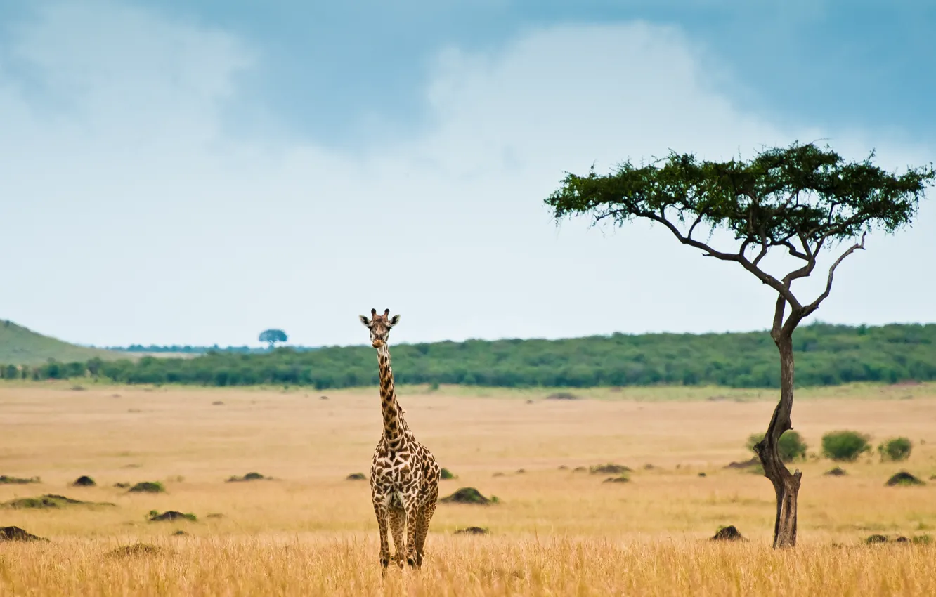 Фото обои жираф, саванна, африка