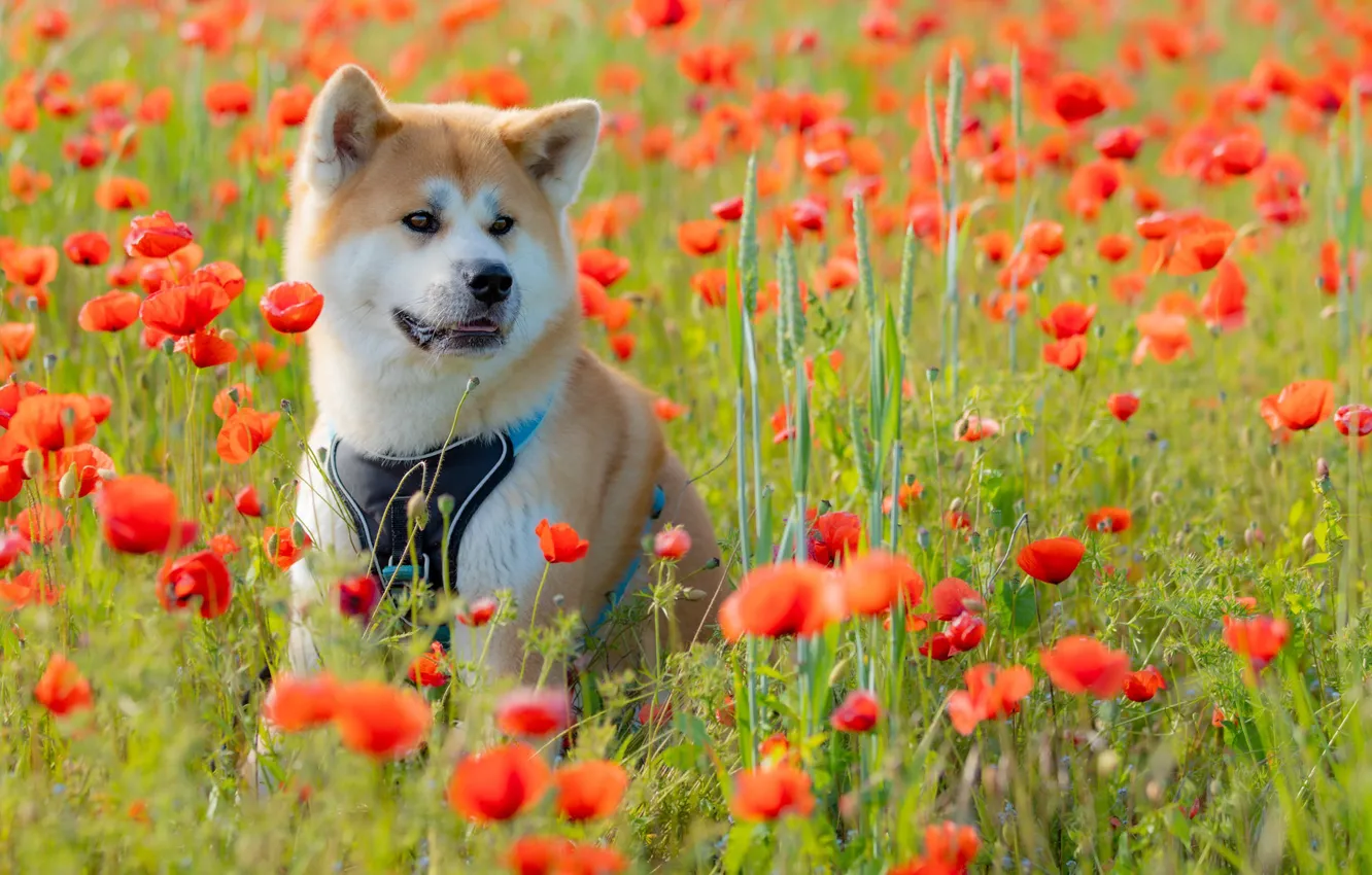 Фото обои цветы, маки, собака, луг, Акита-ину