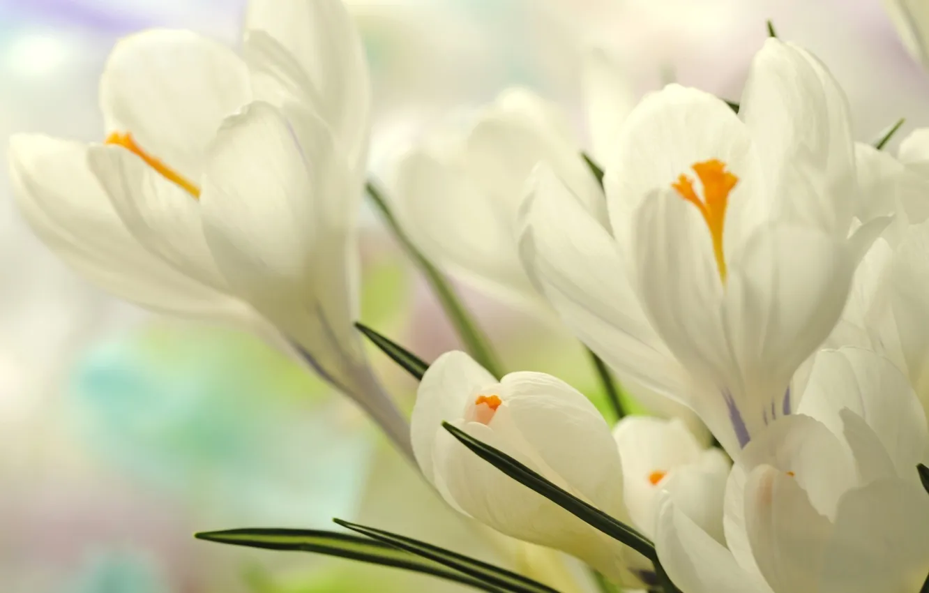 Фото обои цветы, крокусы, белые