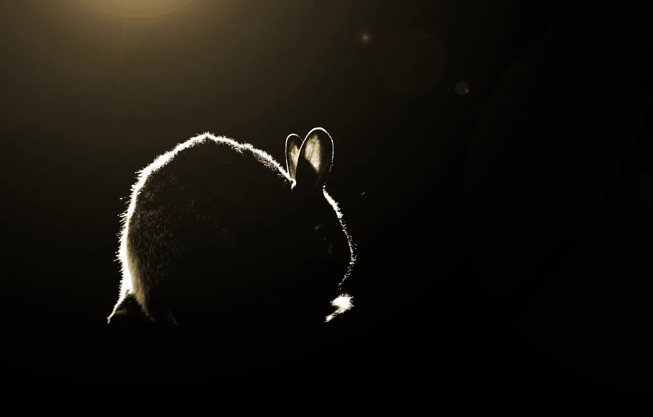Фото обои свет, тень, кролик