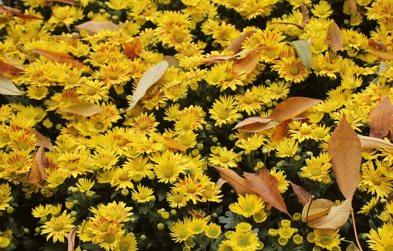 Фото обои осень, листья, цветы, фон, widescreen, wallpaper, широкоформатные, background