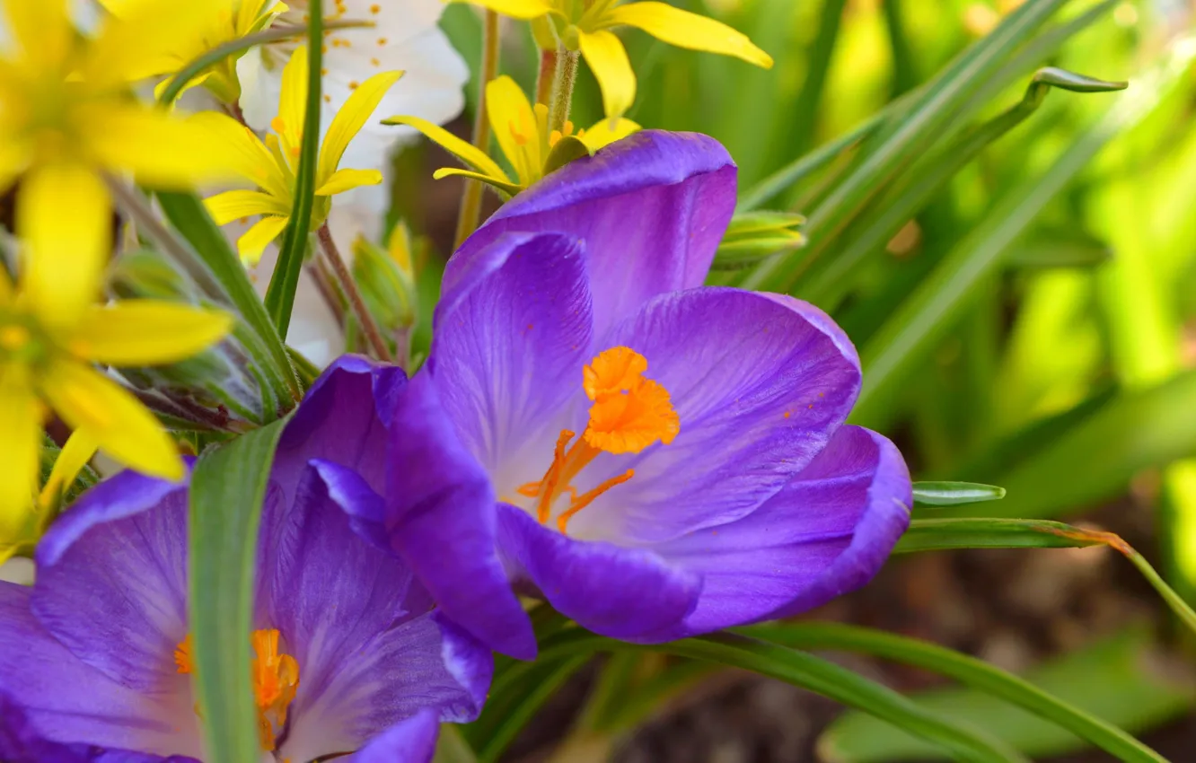Фото обои Весна, Spring, Крокус, Crocus, Purple crocus