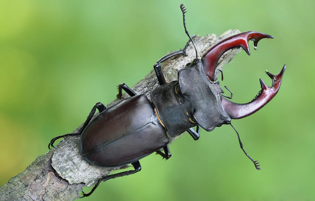 Фото обои макро, жук, насекомое