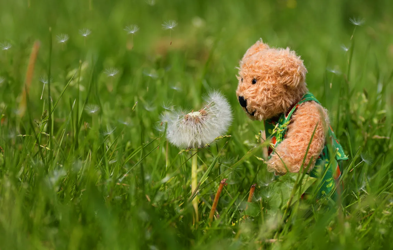 Фото обои цветок, лето, трава, природа, настроение, одуванчик, поляна, игрушка