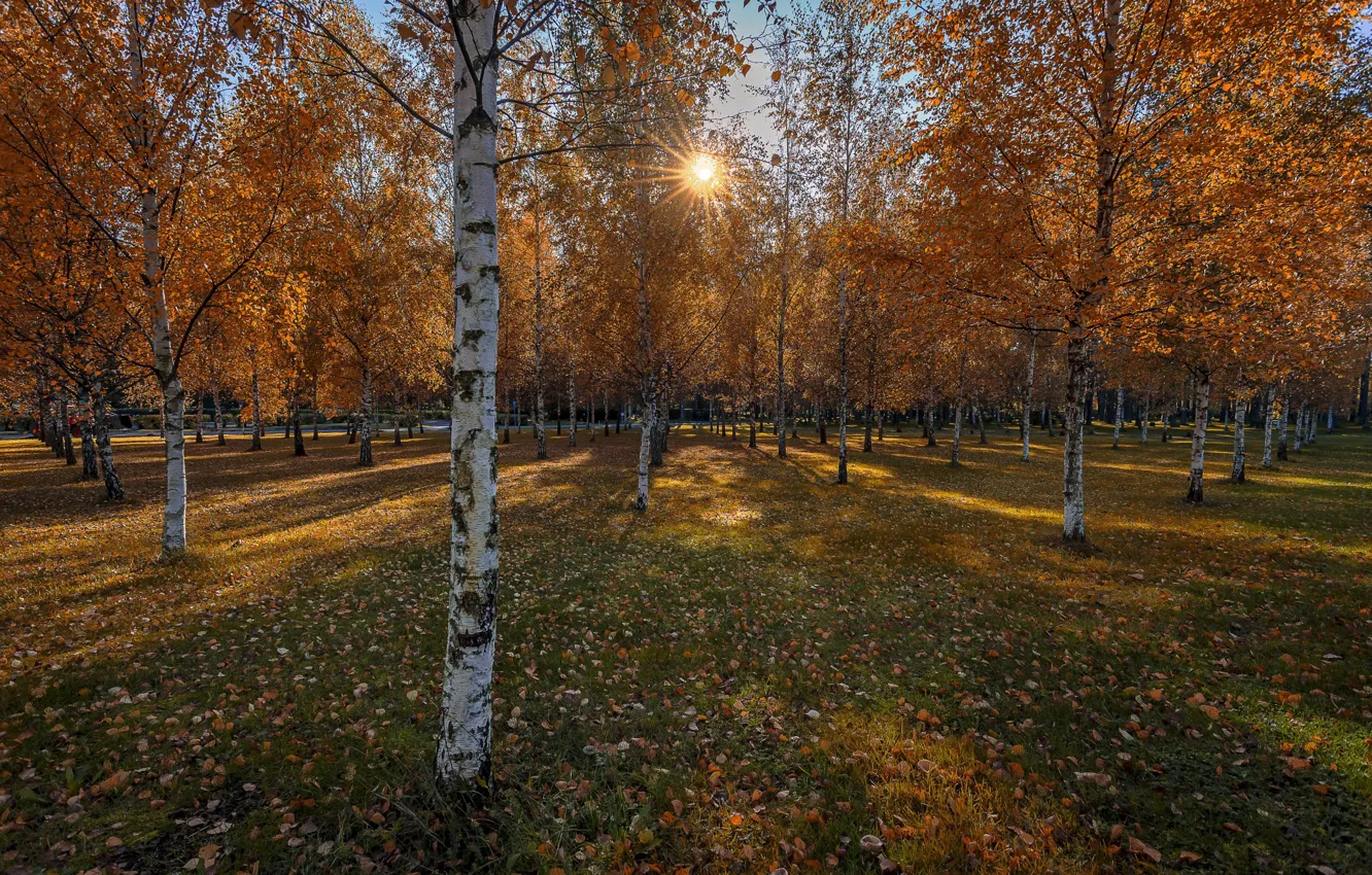 Фото обои осень, парк, берёзы