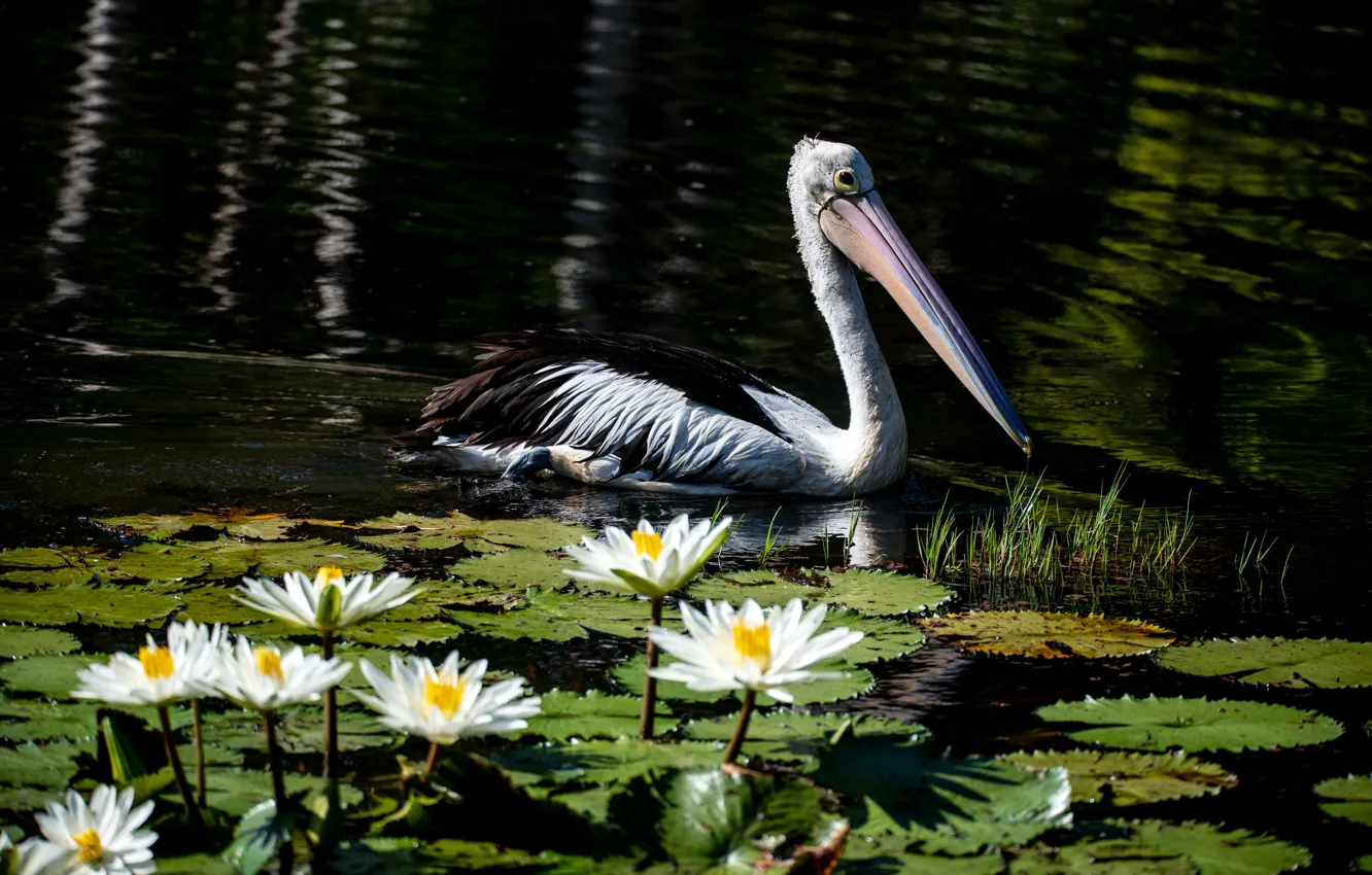 Фото обои цветы, озеро, пруд, темный фон, птица, водяные лилии, водоем, пеликан