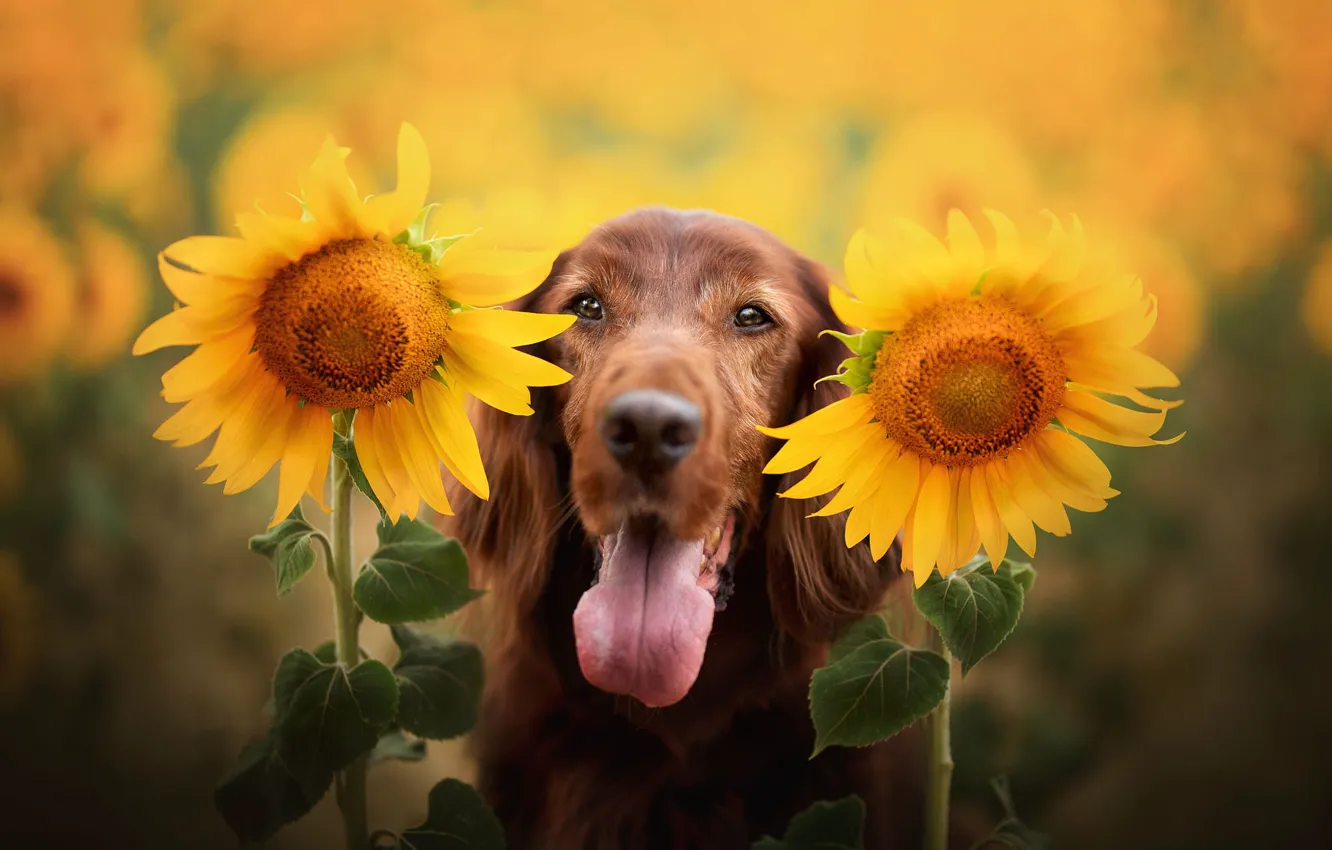 Фото обои язык, морда, подсолнухи, цветы, портрет, собака, спаниель