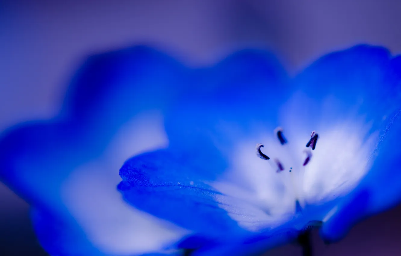 Фото обои цветок, макро, синий, голубой
