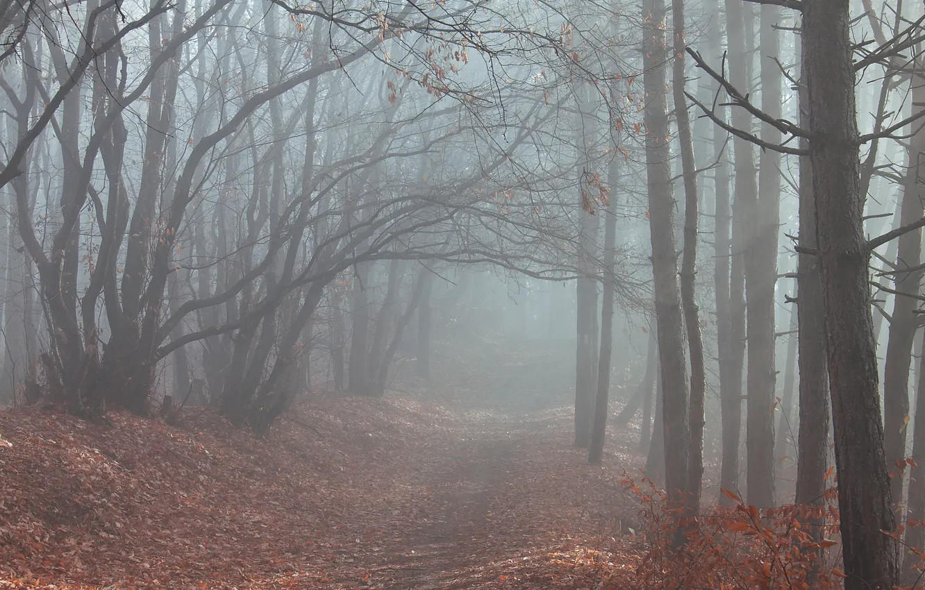 Фото обои дорога, осень, лес, деревья, туман, листва